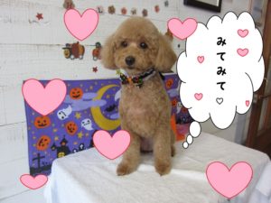 ハロウィントイプードル