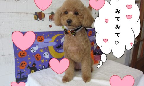 ハロウィントイプードル