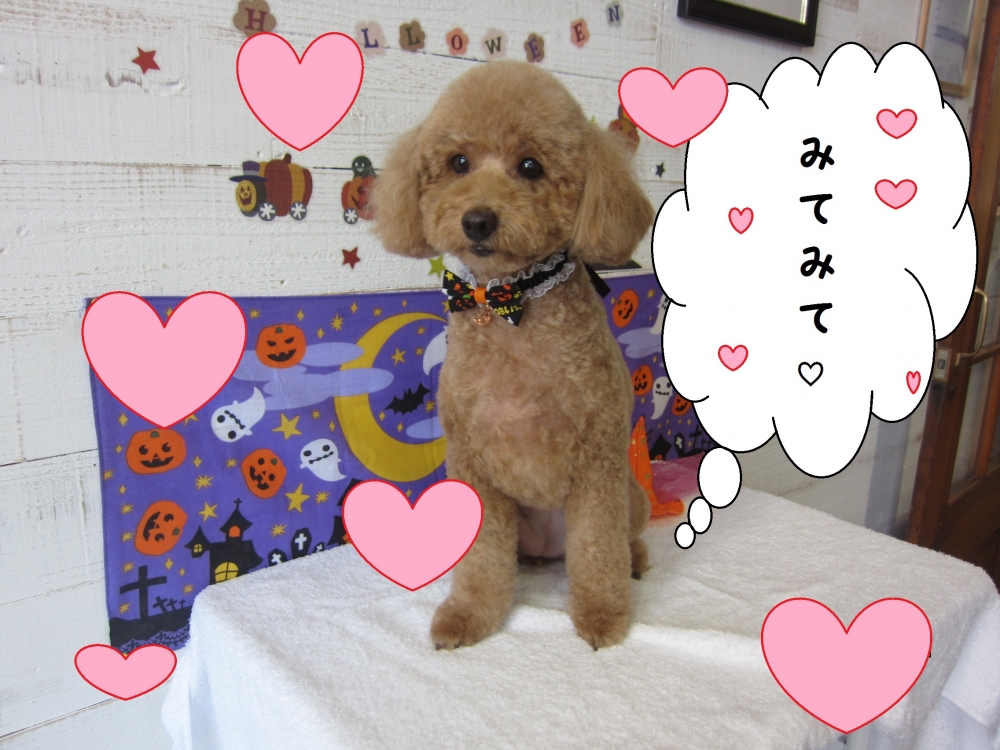 ハロウィントイプードル
