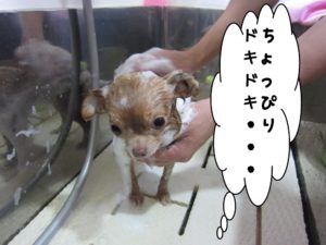 シャンプー中チワワ