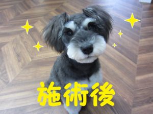 カット後Mシュナ