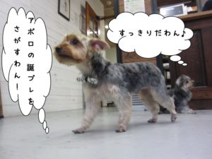 お散歩ヨーキー