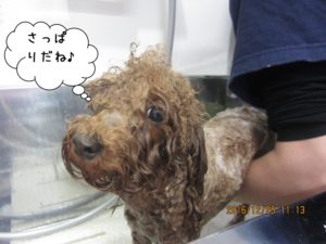 シャンプー中トイプードル