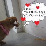 そっぽを向くミニチュアダックス