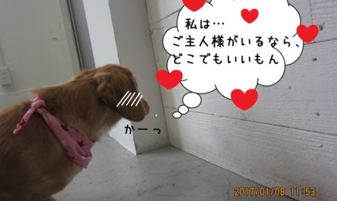 そっぽを向くミニチュアダックス