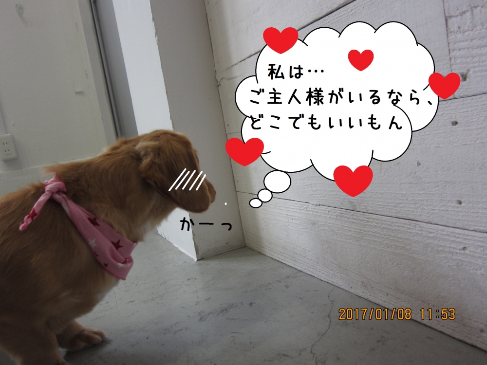 そっぽを向くミニチュアダックス