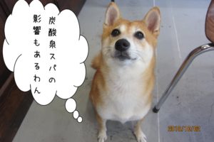 上目遣い豆柴