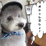 お洒落トイプードルトイプードル