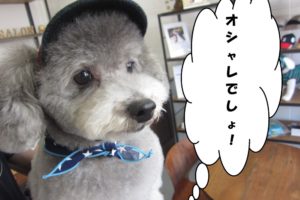 お洒落トイプードルトイプードル