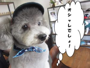 お洒落トイプードルトイプードル