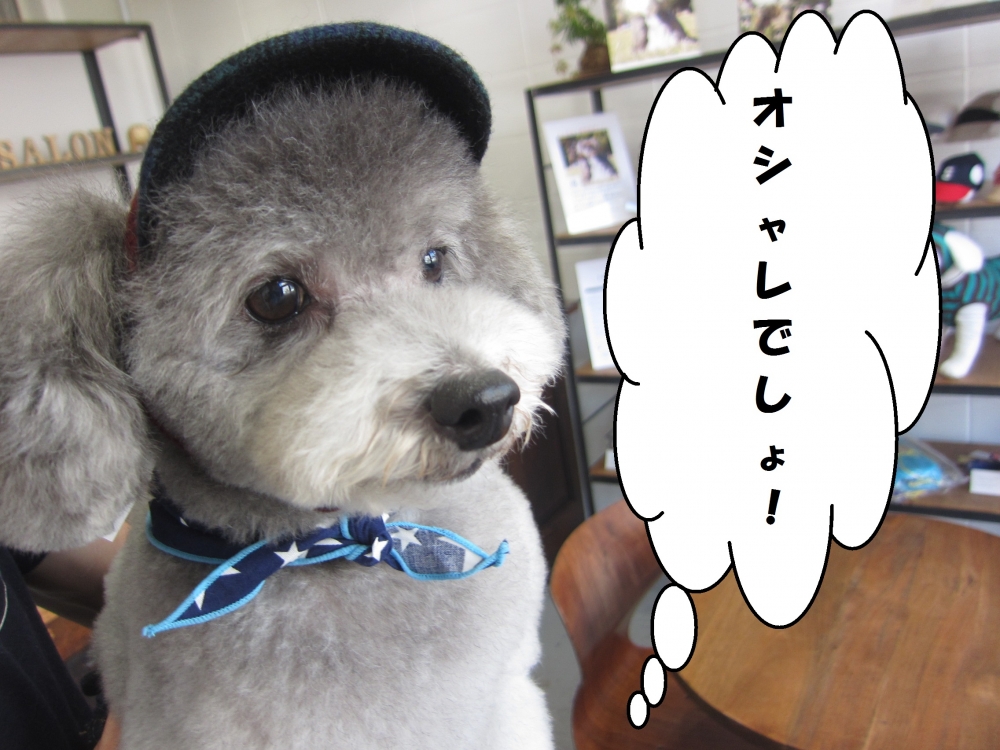 お洒落トイプードルトイプードル