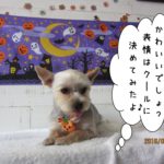 ハロウィンヨーキー
