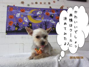 ハロウィンヨーキー