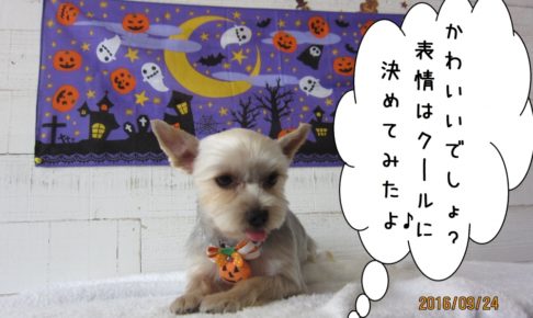ハロウィンヨーキー