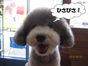 施術後トイプードル