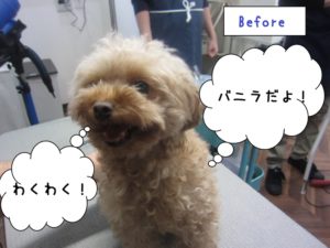 カット前トイプードル