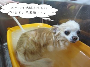 スパ中チワワ