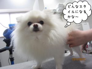 カット前ポメラニアン