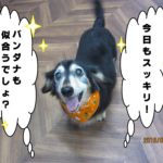 笑顔ミニチュアダックス