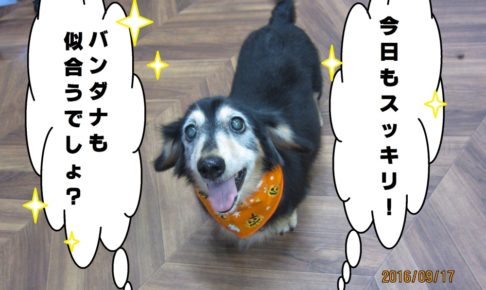 笑顔ミニチュアダックス