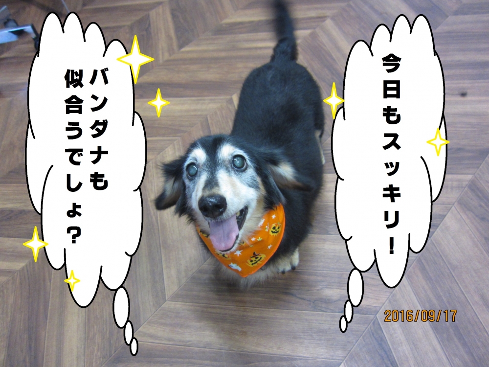 笑顔ミニチュアダックス