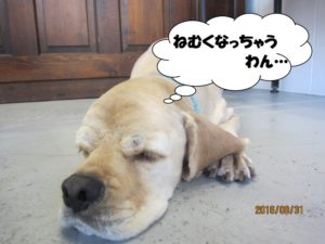 施術後コッカー