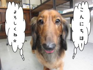 施術後ミニチュアダックス