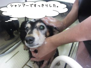 シャンプー中ミニチュアダックス