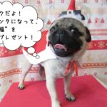 サンタさんパグ