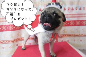 サンタさんパグ