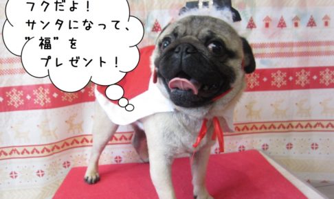 サンタさんパグ
