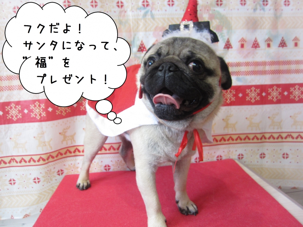 サンタさんパグ