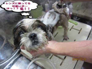 シャンプー中シーズー