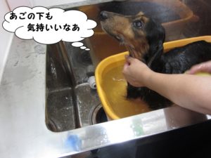 スパ中ミニチュアダックス