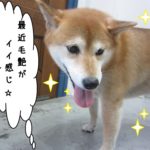 おすまし柴犬