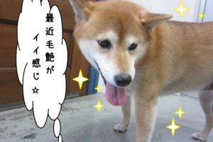 おすまし柴犬
