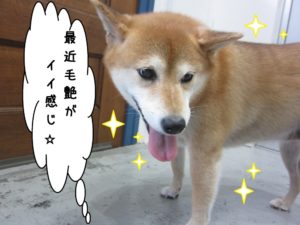 おすまし柴犬