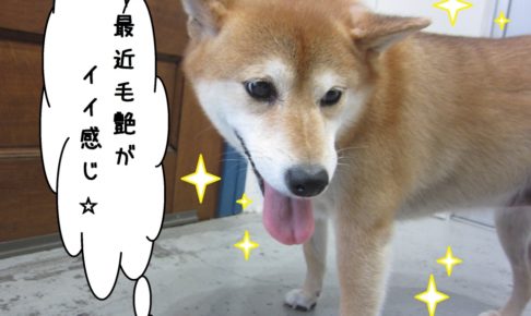 おすまし柴犬