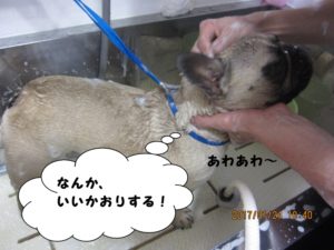 シャンプー中フレンチブルドッグ