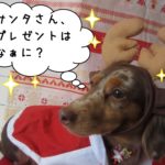 トナカイさんミニチュアダックス