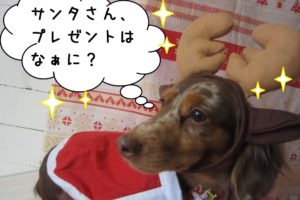 トナカイさんミニチュアダックス