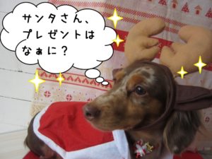 トナカイさんミニチュアダックス