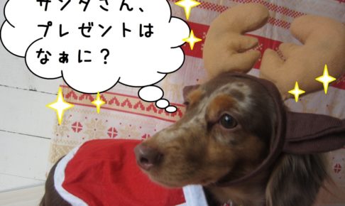 トナカイさんミニチュアダックス