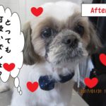 おすましシーズー