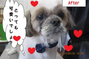 おすましシーズー