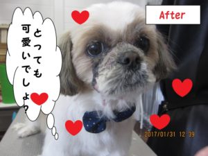 おすましシーズー