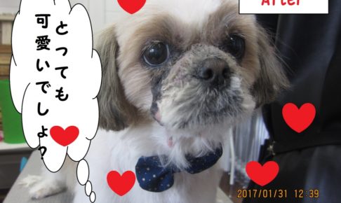 おすましシーズー