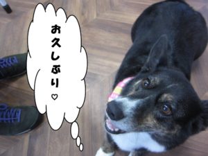 施術後コーギー