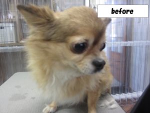 カット前チワワ