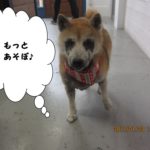 おすまし柴犬